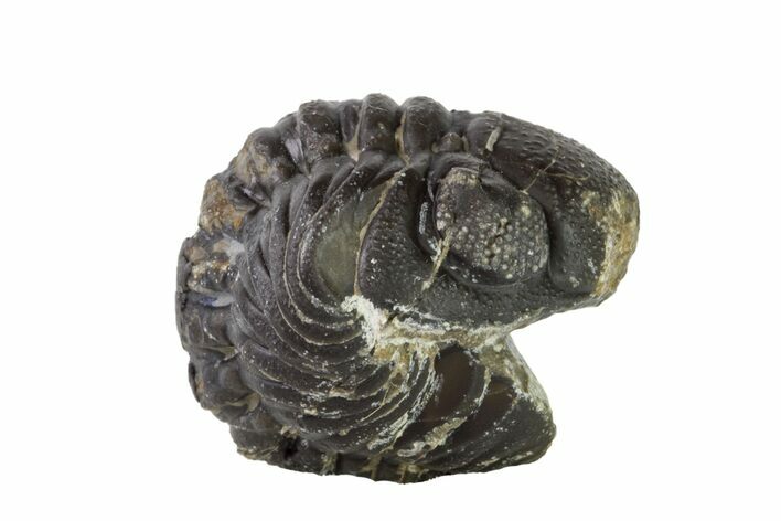 Wide, Enrolled Austerops Trilobite - Morocco #156991